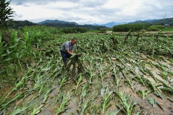 | A villager lifts up fallen corn plants after a flood at a farm in Jianhe county Guizhou province China in July 2017 Photograph Reuters | MR Online