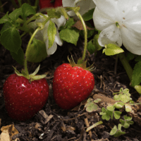 Screen shot of strawberries