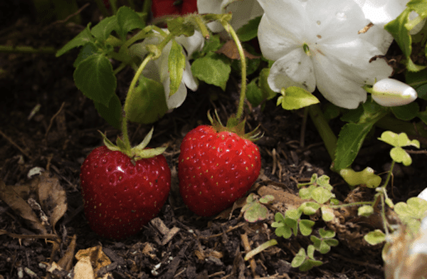 | Screen shot of strawberries | MR Online