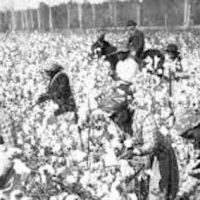 Slaves picking cotton.