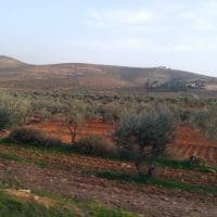 | Olive groves in a village on the outskirts of Afrin that was under attack | MR Online