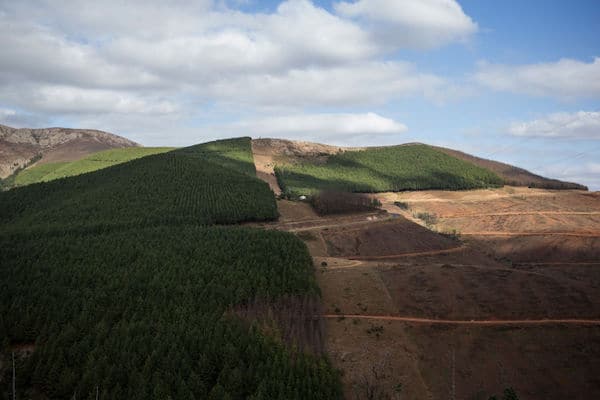 | Deforestation on the geotrail of Makhonjwa Mountains near Barberton Mpumalanga on July 3 2018 WIKUS DE WET AFP GETTY IMAGES | MR Online
