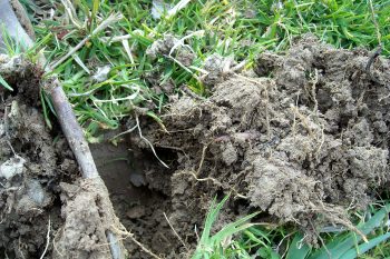 A few farmers raised cover crops and they had soils with better structure and biological activity