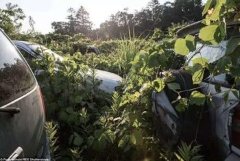 | Radiationcontaminated cars covered by weeds taller than men | MR Online