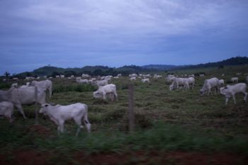 Cattle graze along B.R. 364 near the city of Ariquemes, in Rondônia, in 2018. The western Brazilian state has a $4 billion cattle industry, but by one estimate, a hectare of livestock or soy is worth between $25 and $250, while the same hectare of sustainably managed forest can yield as much as $850. Photo: Gabriel Uchida