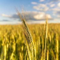 New research published in the journal Scientific Advances raises concerns about how droughts will impact the world's wheat production—and food security—in the coming decades. (Photo- Pixabay)