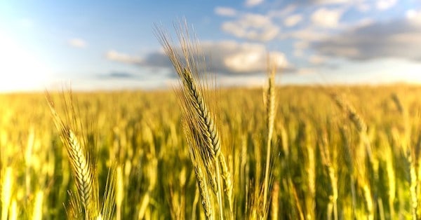 | New research published in the journal Scientific Advances raises concerns about how droughts will impact the worlds wheat productionand food securityin the coming decades Photo Pixabay | MR Online