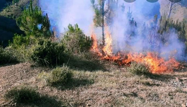 | One of the largest forests in Diamer district of GilgitBaltistan has caught fire due to unknown reasons pic via Baig Zada anayatbaig | MR Online