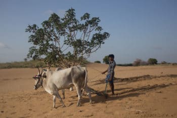 Linganna's grandson Honnur Swamy is a desert cultivator now