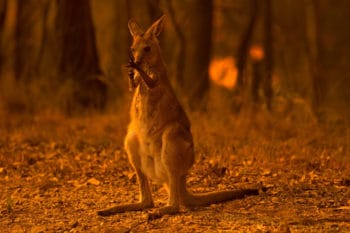 A wallaby licks its burnt paws after escaping a bushfire near the township of Nana Glen in New South Wales in November 2019 WOLTER PEETERSTHE SYDNEY MORNING HERALD VIA GETTY IMAGES