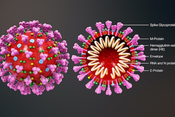 | Wikimedia Commons File 3D medical animation coronavirus structurejpg Wikimedia | MR Online