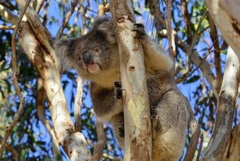 Koala poses for the camera in Vivonne Bay Kangaroo Island South Australia Australia Photo Chris FithallCC BY 20