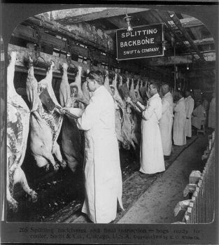 Chicago Slaughterhouse, 1906