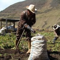 Researchers, academics and Andean families are working on strategies to recampesinize food choices. Photo: Ministry of People’s Power for Science and Technology