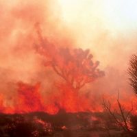 California’s apocalyptic ‘second nature’ Wildfire in Joshua Tree National Park in 2014 (National Park Service photo).