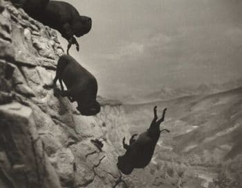 | David Wojnarowiczs 19541992 Untitled Falling Buffalos | MR Online