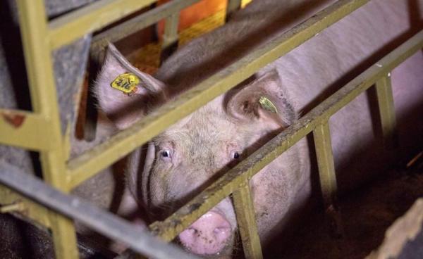 | Inside the pig farm Photo Farms Not Factories | MR Online