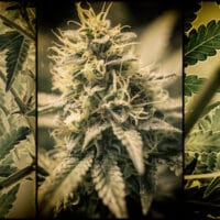 | Cannabis | MR Online
