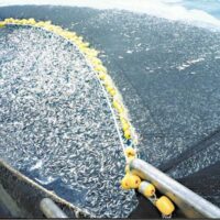 A trawler reeling in a fishing net containig hunderds of thousands of cod fish, an example of overfishing. (Photo: Wikimedia Commons)