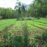Agroecology establishes a sustainable relationship of crops to the environment.