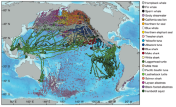 A map of the Pacific Ocean overlaid with tracking data from 23 species of large marine predators underscores how the high seas teems with life. Global Tagging of Pelagic Predators