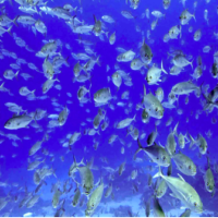 A school of bigeye trevally. CREDIT: NOAA/NMFS/Pacific Islands Fisheries Science Center Blog