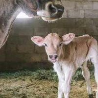 | Sexed SemenWhy the Technology of Producing Only Female Calves Should be Opposed Firmly | MR Online