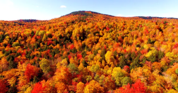 Forests such as this one in Maine US were suddenly counted in the carbon budget as an incentive for the US to join the Kyoto Agreement Inbound HorizonsShutterstock