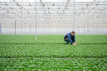 The Climeworks Gebr Meier Greenhouse in Hinwil Zurich CO2 increases crop yield from direct air capture Such projects demonstrate exciting possible applications for captured carbon but there is no prospect they will have any measurable impact on reducing global warming Orjan EllingvagAlamy