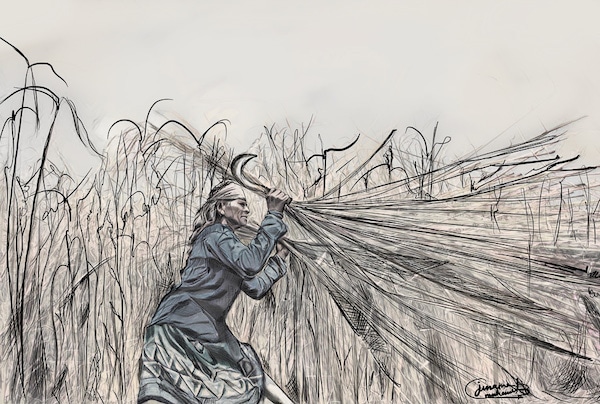 | Junaina Muhammed India Young Socialist Artists A woman working in the korai fields where women often work from a young age to earn a living | MR Online