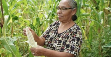 | A woman from the Matagalpas Rural Womens Cooperative of the Rural Workers Association ATC shucks corn Photo Friends of the ATC | MR Online