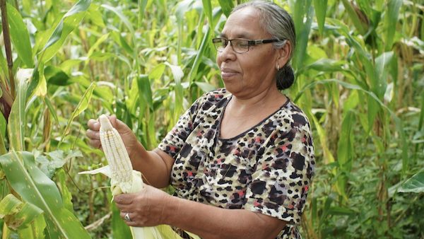 | A woman from the Matagalpas Rural Womens Cooperative of the Rural Workers Association ATC shucks corn Photo Friends of the ATC | MR Online