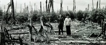 The ecology of forests and plantations were devastated by Agent Orange and soils and waterways contaminated with environmentally persistent dioxins.