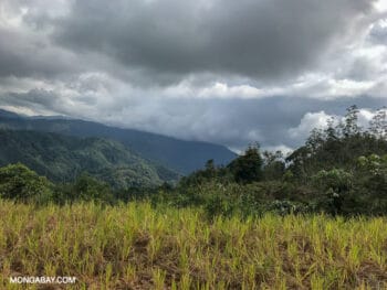 | Rice planted with Sabahs forested mountains in the background | MR Online