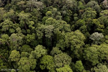 | Lowland tropical rainforest in Sabah | MR Online