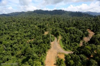 A logging road through the forest in Sabah.
