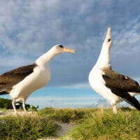 | Albatross famous migratory bird is also a love bird It is known for being monogamous forming long term bond with one partner that is rarely broken Mated pairs never split up until one bird dies | MR Online