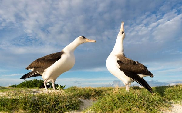 MR Online | Albatross famous migratory bird is also a love bird It is known for being monogamous forming longterm bond with one partner that is rarely broken Mated pairs never split up until one bird dies | MR Online
