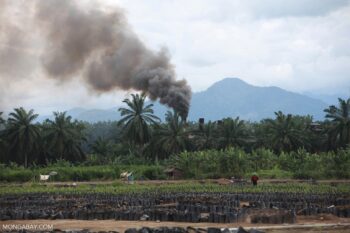 An oil palm nursery and processing facility in Indonesia. “The reality is the greenhouse gases emissions, which are causing global warming, are at their highest levels in human history,” said Jim Skea, co-chair of the working group that wrote the report. Image by Rhett A. Butler/Mongabay.