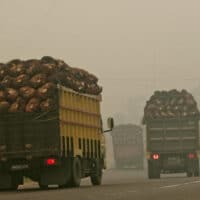 Trucks loaded with oil palm fruit navigate through the smoke of peatland fires in Sumatra, Indonesia. Although illegal in the country, fires continue to be used to clear land for palm oil production. (Image © Ulet Ifansasti / Greenpeace)