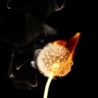 Burning dandelion head.