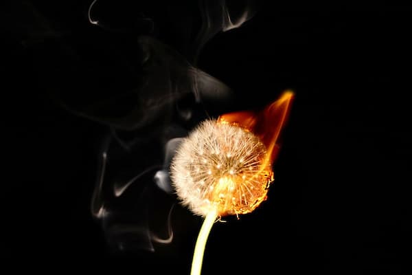 | Burning dandelion head | MR Online