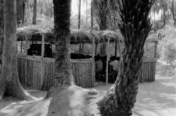| A makeshift PAIGC school in the liberated areas built with leaves and branches hidden under trees to avoid being spotted by aircrafts 1974 Source Roel Coutinho Guinea Bissau and Senegal Photographs 19731974 | MR Online