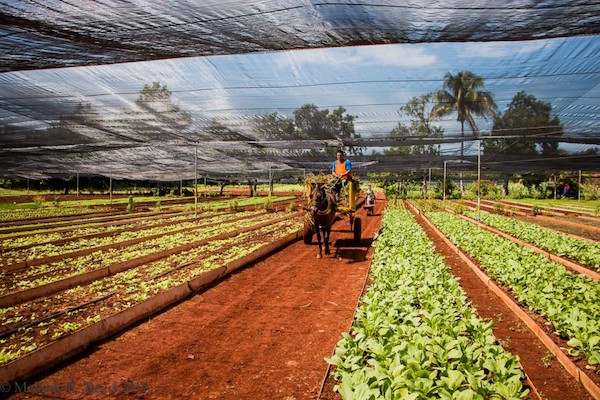 | An organopónicos farm near Alamar Cuba Photo by Melanie K ReedFlickr | MR Online