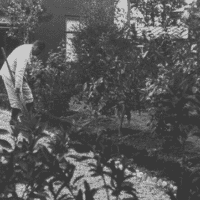 The only Russian leader in a thousand years who was a genuine gardener and who allowed himself to be recorded with a shovel in his hand was Joseph Stalin (lead image, mid-1930s).