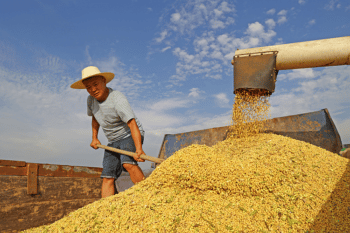 | Workers drive a combine harvester to harvest soybeans at Huayanghe Farm in Nongken Anqing Susong County Anhui Province Sept 12 2022 | MR Online