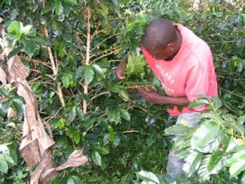 | A Coffee Grower in Uganda | MR Online