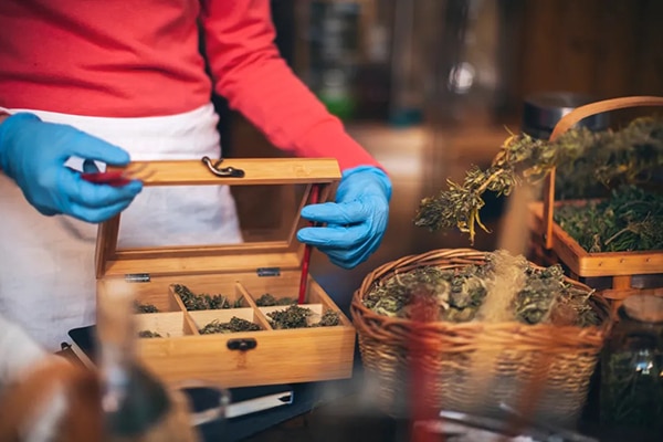 | A worker organizes dry cannabis buds for sale at a legal dispensary Photo Getty OtherWords | MR Online