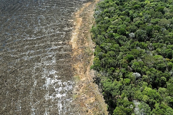 deforestation falls over 60% compared with last July, says Brazilian  minister,  rainforest