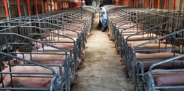 MR Online | A confined pig breeding facility operated by Jiangxi Zhengbang Breeding Company in Jiangxi Province | MR Online